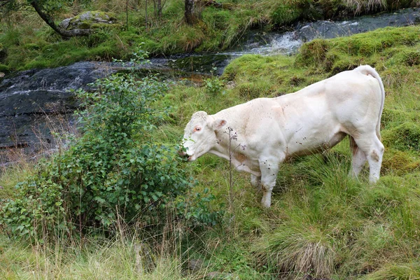 Rinder Norway Cattles — Stock fotografie