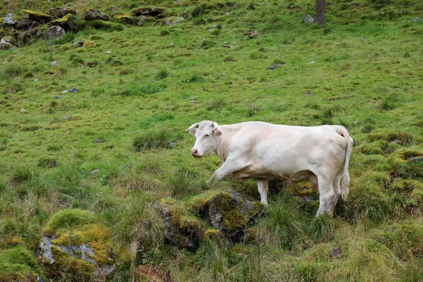 Норвегия Риндер Норвегия Cattles — стоковое фото