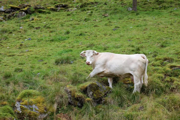 Norwegen Rinder Noorwegen Cattles Rechtenvrije Stockfoto's