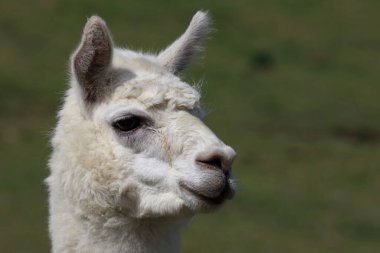 Alpaca ağızlık, yeşil bulanık arkaplanı kapat 