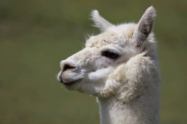 Alpaca ağızlık, yeşil bulanık arkaplanı kapat 