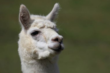 Alpaca ağızlık, yeşil bulanık arkaplanı kapat 