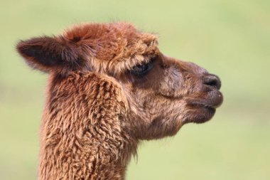 Alpaca ağızlık, yeşil bulanık arkaplanı kapat 