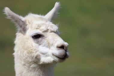 Alpaca ağızlık, yeşil bulanık arkaplanı kapat 