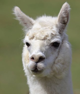 Alpaca ağızlık, yeşil bulanık arkaplanı kapat 