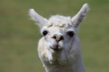 Alpaca ağızlık, yeşil bulanık arkaplanı kapat 