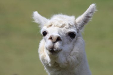 Alpaca ağızlık, yeşil bulanık arkaplanı kapat 