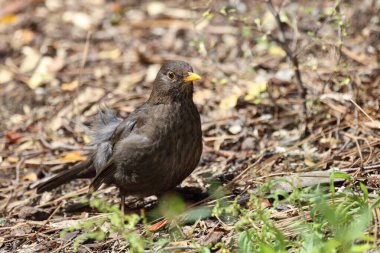 Karatavuk ya da Turdus merula vahşi doğada 