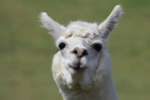 Alpaca ağızlık, yeşil bulanık arkaplanı kapat 