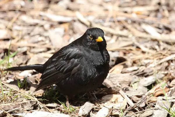 Blackbird Nebo Turdus Merula Divoké Přírodě — Stock fotografie