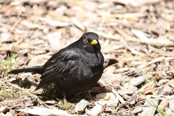 Karatavuk Turdus Merula Vahşi Doğada — Stok fotoğraf