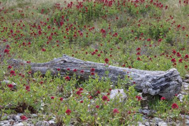 Gündüz çayır çiçekleri