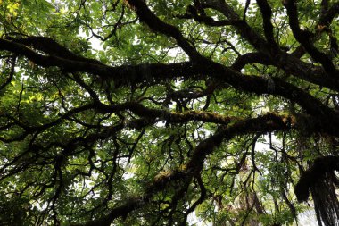 Yeni Zelanda 'daki Ağaçların Gündüz Görüş Alanı