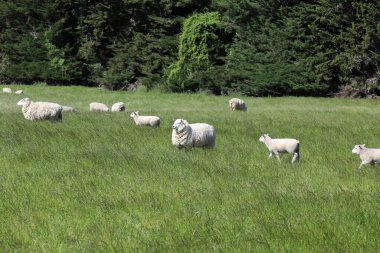Gündüz vakti dağlarda otlayan koyun sürüsü 
