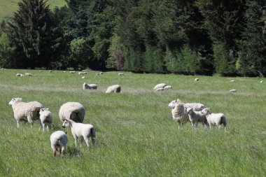 Gündüz vakti dağlarda otlayan koyun sürüsü 