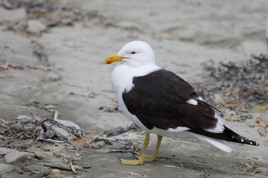 Güney siyah sırtlı martı deniz kıyısında 