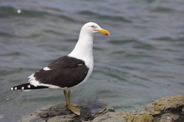 Dominikanermoewe / Güneyli siyah sırtlı martı / Larus dominicanus