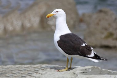 Dominikanermoewe / Güneyli siyah sırtlı martı / Larus dominicanus