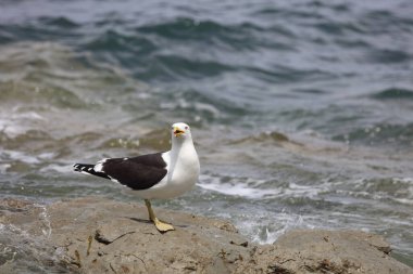 Dominikanermoewe / Güneyli siyah sırtlı martı / Larus dominicanus