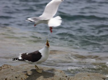 Dominikanermoewe / Güneyli siyah sırtlı martı / Larus dominicanus