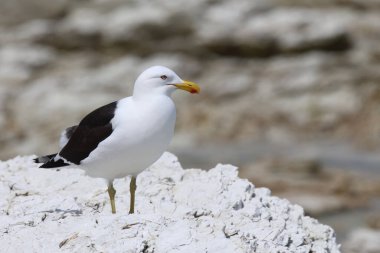Dominikanermoewe / Güneyli siyah sırtlı martı / Larus dominicanus