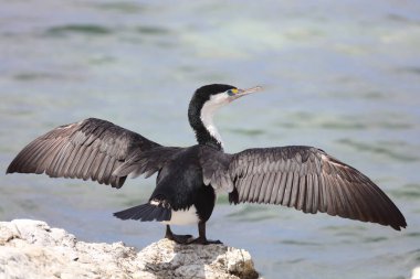 Elsterscharbe / Australian pied karabatak / Phalacrocorax varius