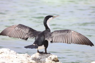 Elsterscharbe / Australian pied karabatak / Phalacrocorax varius