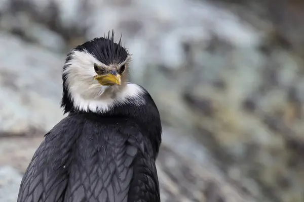 Little Pied Cormorant Little Shag Wild Nature — Stock Photo, Image