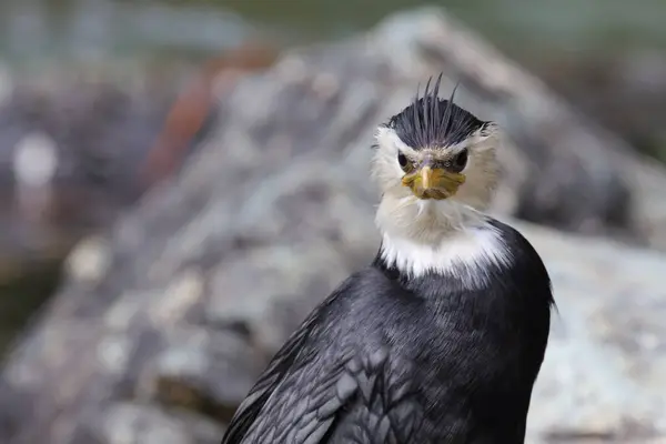 Little Pied Cormorant Little Shag Wild Nature — Stock Photo, Image