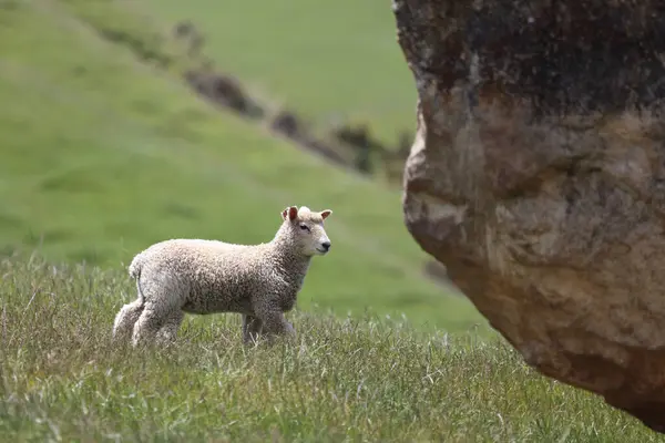 Pâturage Des Moutons Montagne Jour — Photo