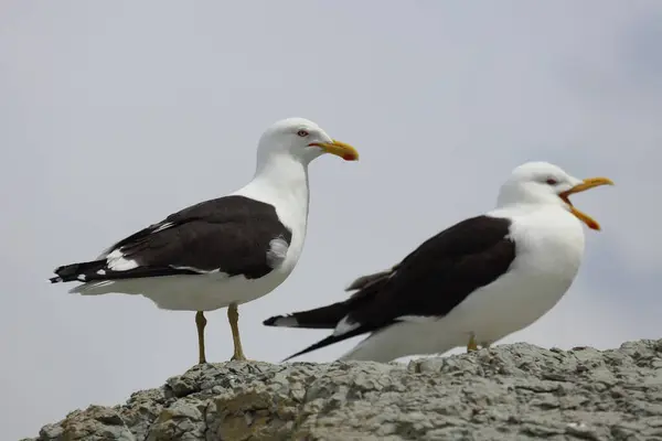 Southern Black Backed Gull Seashore — Stock Photo, Image