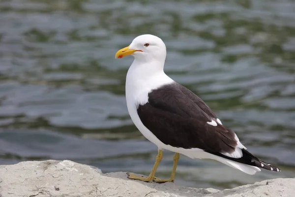 Southern Black Backed Gull Seashore — Stock Photo, Image