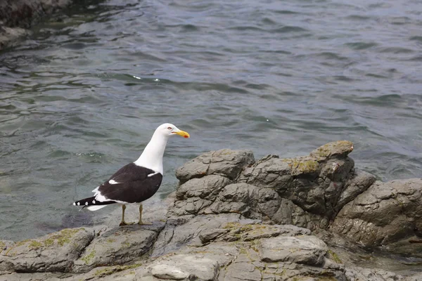 Goéland Dominicain Goéland Dos Noir Sud Larus Dominicanus — Photo