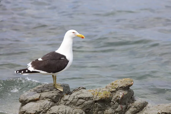 Dominikanermoewe Gabbiano Dorso Nero Meridionale Larus Dominicanus — Foto Stock