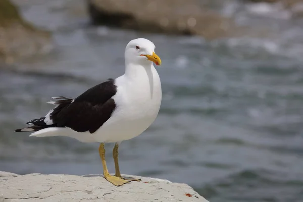 Goéland Dominicain Goéland Dos Noir Sud Larus Dominicanus — Photo