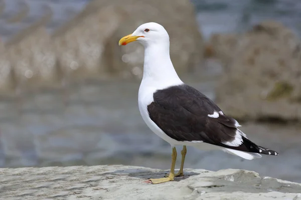 Dominikanermoewe Gaivota Dorso Preto Sul Larus — Fotografia de Stock