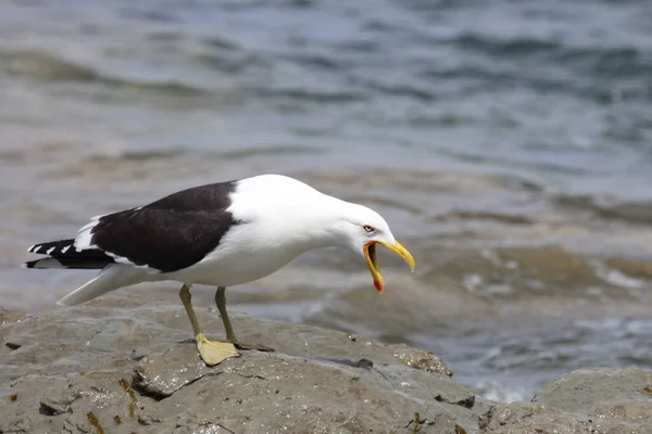 Dominikanermoewe Zuidelijke Meeuw Met Zwarte Rug Larus Dominicanus — Stockfoto