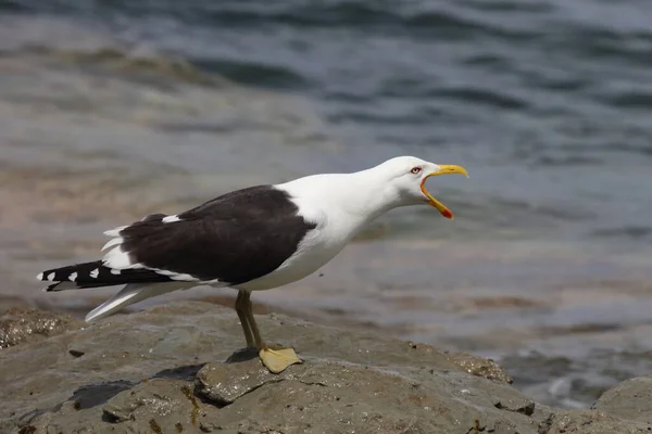 Dominikanermoewe Gabbiano Dorso Nero Meridionale Larus Dominicanus — Foto Stock