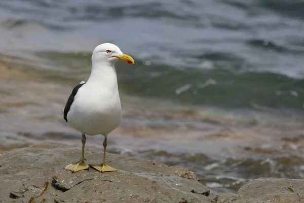 Dominikanermoewe Zuidelijke Meeuw Met Zwarte Rug Larus Dominicanus — Stockfoto