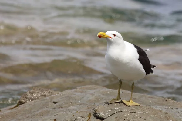 Dominikanermoewe Gabbiano Dorso Nero Meridionale Larus Dominicanus — Foto Stock