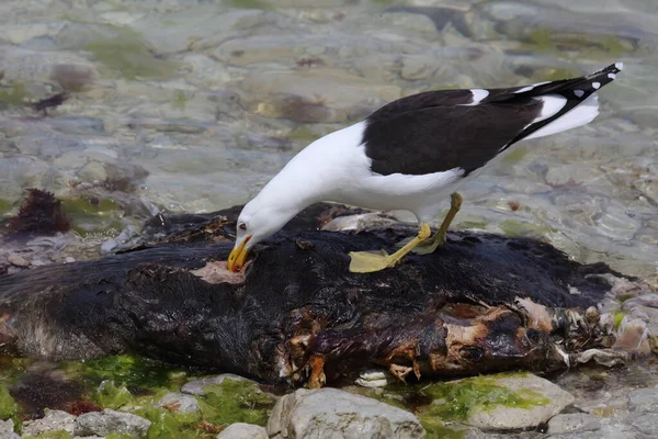 Dominikanermoewe Southern Black Backed Gull Larus Dominicanus — 图库照片