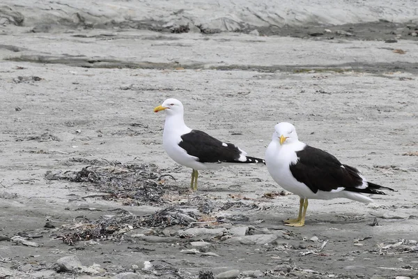 Dominikanermoewe Sydhavsmås Larus Dominicanus — Stockfoto