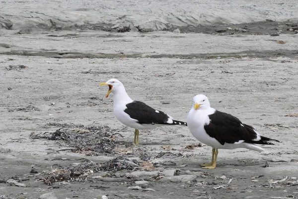 Dominikanermoewe Racek Jižní Larus Dominicanus — Stock fotografie