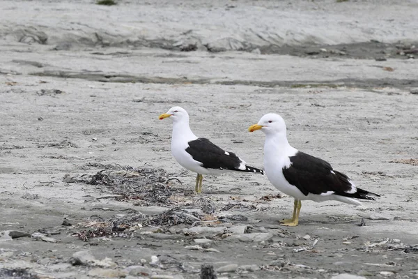 Dominikanermoewe Racek Jižní Larus Dominicanus — Stock fotografie