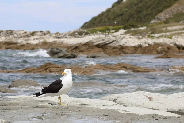 Dominikanermoewe Racek Jižní Larus Dominicanus — Stock fotografie