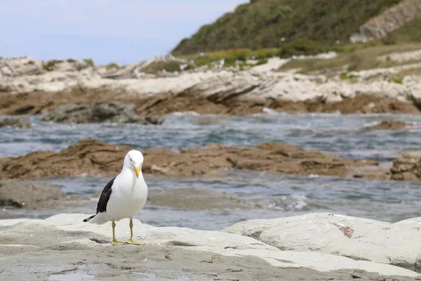 Dominikanermoewe Mewa Czarnodzioba Południowa Larus Dominicanus — Zdjęcie stockowe