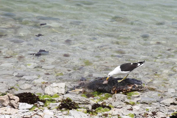 Dominikanermoewe Southern Black Backed Gull Larus Dominicanus — Stock Photo, Image