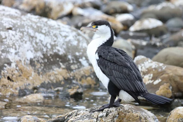 Elsterscharbe Cormorán Espía Australiano Phalacrocorax Varius —  Fotos de Stock