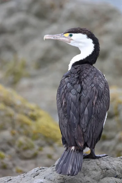 Elsterscharbe Australian Pied Cormorant Phalacrocorax Varius — Stockfoto