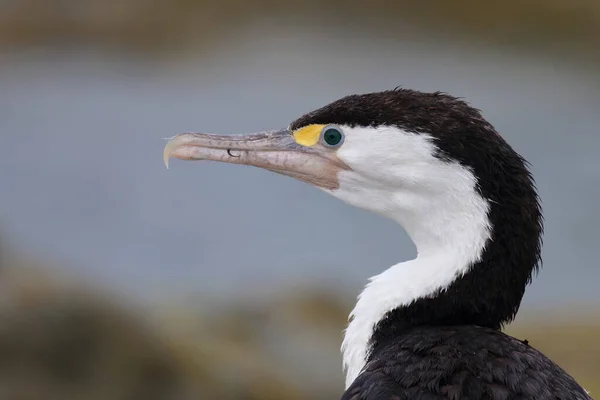 Elsterscharbe Australian Pied Cormorant Phalacrocorax Varius — Stockfoto